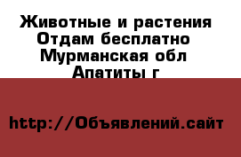 Животные и растения Отдам бесплатно. Мурманская обл.,Апатиты г.